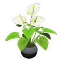 Load image into Gallery viewer, Anthurium Plant