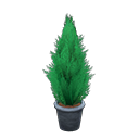Load image into Gallery viewer, Cypress Plant