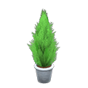 Load image into Gallery viewer, Cypress Plant
