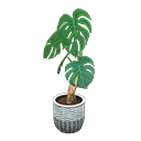 Load image into Gallery viewer, Monstera