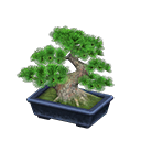 DIY - Pine Bonsai Tree