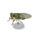 Walker Cicada Model