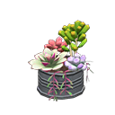 DIY - Succulent Plant