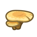 Flat Mushroom x10