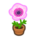 Pink Windflower