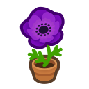 Purple Windflower