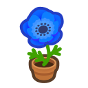 Blue Windflower