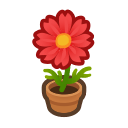 Red Cosmos