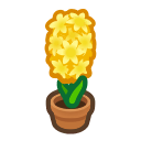 Yellow Hyacinth