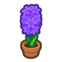 Purple Hyacinth