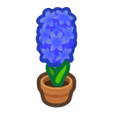 Blue Hyacinth