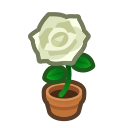 Load image into Gallery viewer, White Rose
