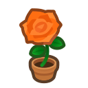 Orange Rose