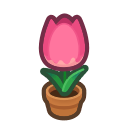 Pink Tulip