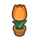 Orange Tulip